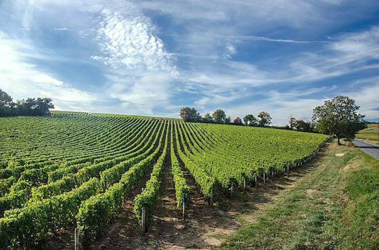 Conciergerie savennie re vignoble mayordom 1